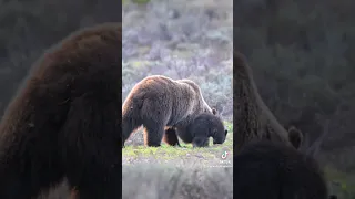 Grizzly bear 399’s new cub