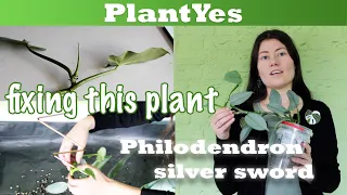 🌿 Trying to fix this Philodendron silver sword ⚔️ by cuttings and repotting