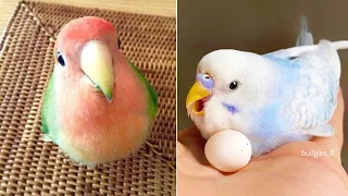 Baby Animals 🔴 Funny Parrots and Cute Birds Compilation (2022) Loros Adorables Recopilación #16