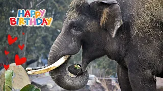 День народження слона Хораса / Horace the elephant's birthday