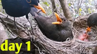 Day 1: Feeding the Blackbird Chicks #birds