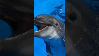 Dolphins🐬🌊: The Biggest Psychopaths of the Sea