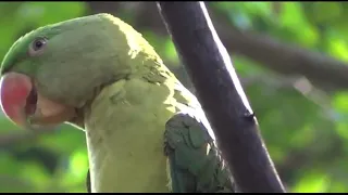 Raw Parrot whistling talking training session 1