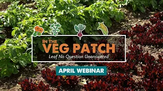 In the Veg Patch - April Webinar 2024