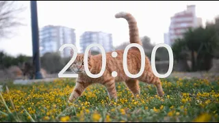 20 Minute Timer with Relaxing Music: Cat Theme