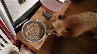 Alice the fox. Dog porridge tastes better than your own.