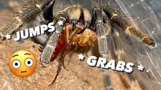 JUMPS and GRABS HANGING ROACH ~ How feeding tarantulas are actually like ..