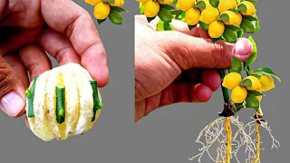 How To Propagate Lemon Tree From Cuttings With New Technique | Citrus Grafting With 100% Successful