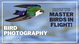 Master BIRDS in FLIGHT Photography! SETTINGS for SUCCESS! Image Stabilisation ON or OFF?