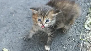 New little kitten hisses at me