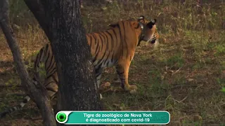 Tigre de zoológico de Nova York é diagnosticado com covid-19