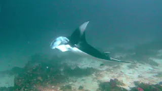 A very close encounter with a Manta Ray. Hondaafushi Island, Maldives.