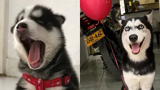 Crecimiento de Husky Siberiano: Mi primer año / Berlín el Husky