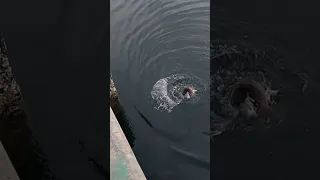 Ikan Senyum Pepsodent ini bikin pemancing geleng geleng kepala | Mancing pinggiran di laut #shorts