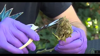 How to Hand-Trim Your Cannabis: The Boutique Technique - Derek Gilman / Green Flower