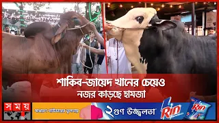 অর্ধকোটির হামজার সঙ্গে সেলফি তুলতেও প্রতিযোগিতা | Qurbani Cow Market | Eid Ul-Adha | Narayanganj