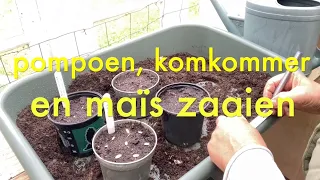 Ini's Moestuin #186 -  Zaaien: pompoen, komkommer en maïs. Hoe gaat het met de aardappels?