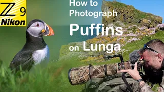 How to Photograph Puffins on the Isle of Lunga