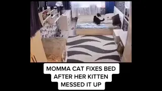 Mama cat fixed bed after kitten  messed it up