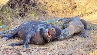 😱Komodo dragon attacks wild boar while sleeping