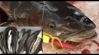 AMAZING COBIA BITE!!!! CAN IT GET MORE FUN THAN THIS?? | Cobia fishing Florida