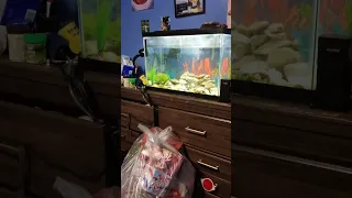 bought a new fish and some gravel for the 20 gallon community fish tank