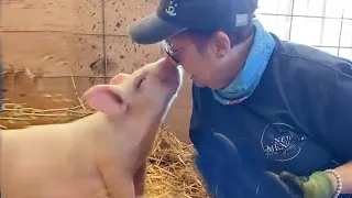 When Animals Did Things And Warmed Everyone's Hearts ❤️️Animal Show Love