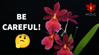 ❌ DON'T fall for this shady practice! - Orchid repot & chill