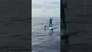 Paddleboarders' Scary Encounter With a Shark