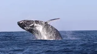 Black Whaling