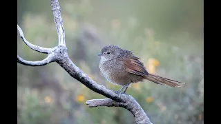 Western Bristlebird Calling (HD)