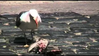 Gull Eats Pigeon