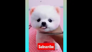 Most Famous Pomeranian Puppies Tik Tok compilation 2021