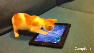 Невероятные приколы с кошками Котята играют в iPad