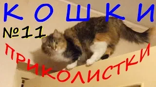 КОШКИ ПРИКОЛИСТКИ в ужаснике Туннель Смешные коты и кошки Приколы Funny Cats Video YouTube