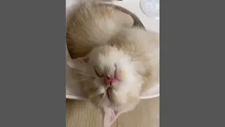 Cute and Funny Cat Videos to Keep You Smiling! 🐱 #1