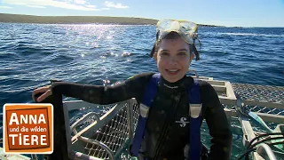 Mit dem Hai unter Wasser | Reportage für Kinder | Anna und die wilden Tiere