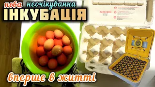 Такої пташки я ще не бачив😱в мене ніколи їх не було 😉Нова інкубація