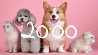 20 Minute Timer Cats and Dogs