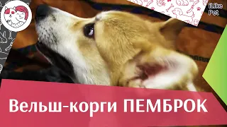 Вельш корги пемброк  Уход на ilikepet