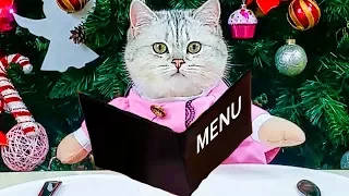 СМЕШНЫЕ КОТИКИ Котик Симка Приколы с котами  cute funny kitten cat playing funny video