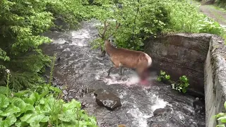Cerb atacat de o haită de lupi într-o pădure din Parcul Național Călimani din cadrul Romsilva