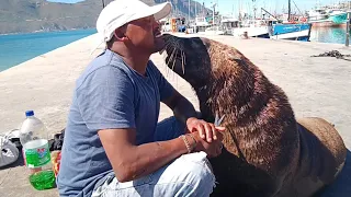 You Won't Believe This Happen In South Africa 🇿🇦🥱 Kissing a Sea Lion
