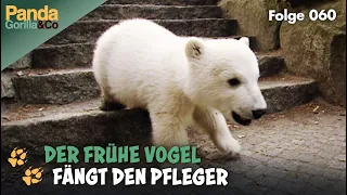 Knut hat Mut: Kennenlernen mit den Eltern im Zoo | Panda, Gorilla & Co.