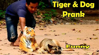 Tiger Prank With Real Dog Is Superb And Very Funny, Try Not To Laugh With This Funny Show.