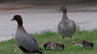 Wood Duck Family | BirdSpyAus