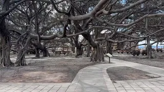 Video shows Lahaina's 150-year-old banyan tree smoldering but 'still standing' in Lahaina, Maui