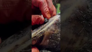 pulling a CHUNK OF METAL from a cow's SHOE!!! #hooftrimming #hooftrimmer #hoofcare #satisfying
