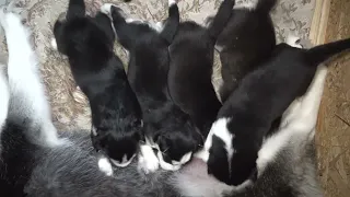 DAIRY PUPPIES / МОЛОЧНЫЕ ЩЕНКИ