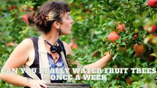 🍒Can You Really Water Fruit Trees Just Once a Week for a Bountiful Harvest? 🍒